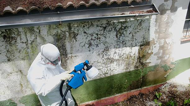 Top rated local Mold Remediation specialists in Carol Stream, IL